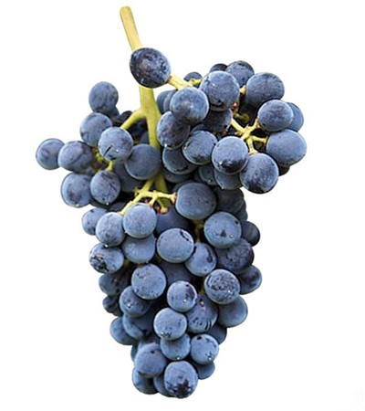 Nero d'Avola.jpg